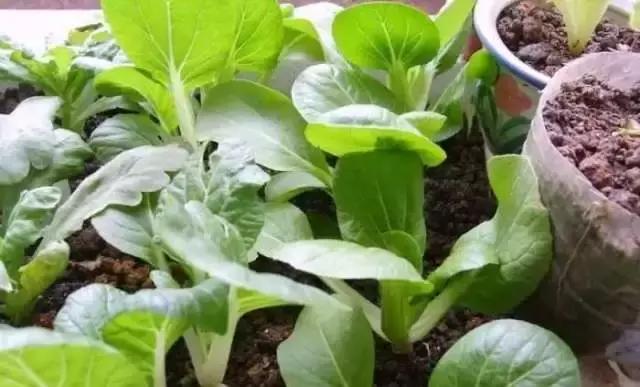 封闭小阳台种菜新手入门教程,家里小阳台种菜怎么种