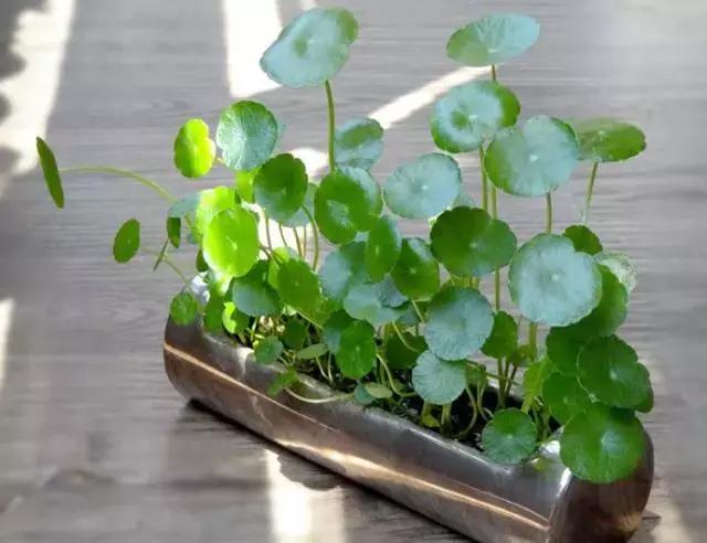 封闭小阳台种菜新手入门教程,家里小阳台种菜怎么种