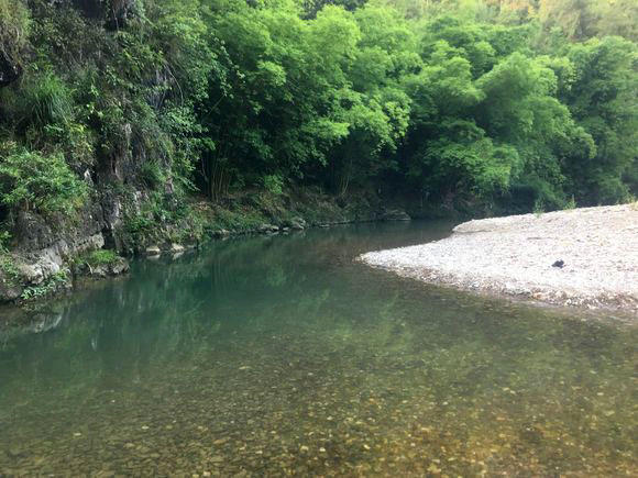 溪流里最多的就是这种光唇鱼，误食了鱼籽可能引发腹泻