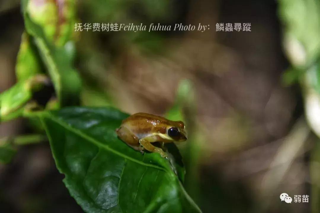 西双版纳四日博物之旅，都有哪些新发现