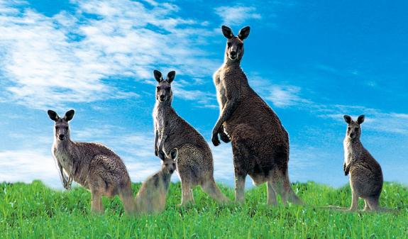 袋鼠的英文名字,袋鼠的英文真的是kangaroo吗