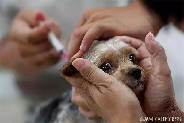 宝宝六个月有虫子了怎么办,八个月宝宝眼睛取出虫子