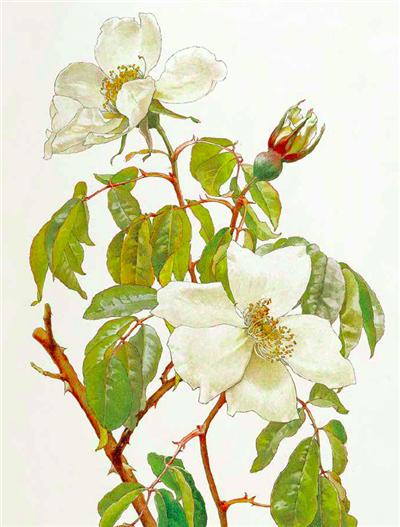 七夕将至,现代版“玫瑰圣经”带给你一整本永不凋谢的浪漫!