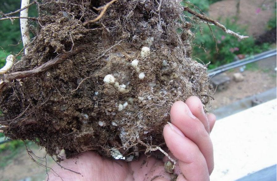 兰花奇草多头草,最珍稀的龙根兰花