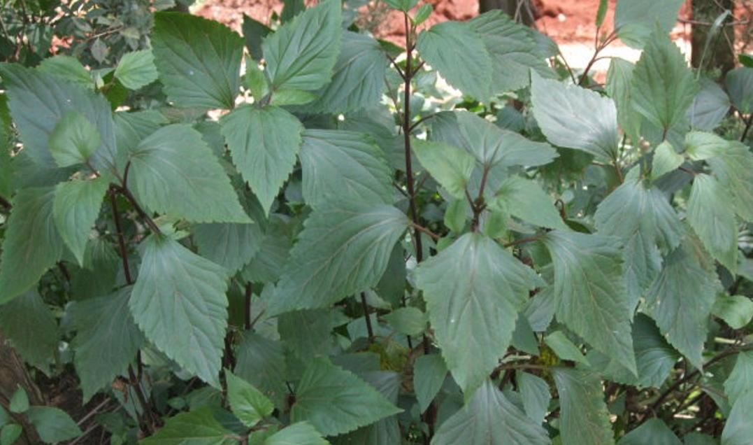 农村里叫的飞机草,飞机草属于什么草