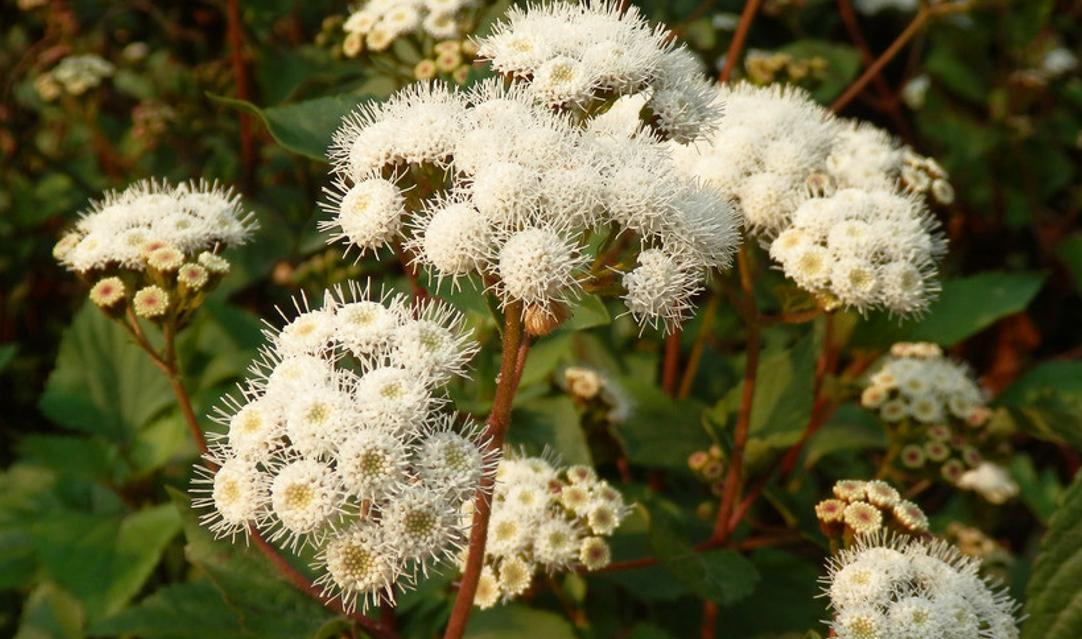 飞机草外来物种,飞机草的传播方式