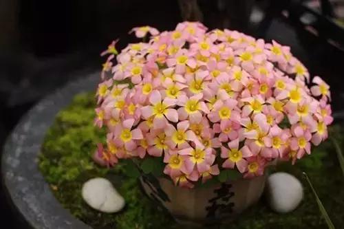 过期的药品能用来养花吗,所有过期药片都可以养花吗