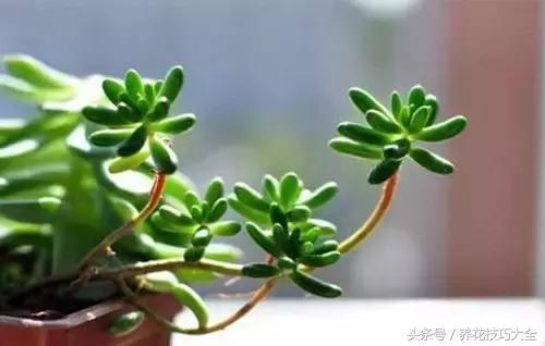 过期药品养花妙用,这些过期药品别扔拿来养花是神器