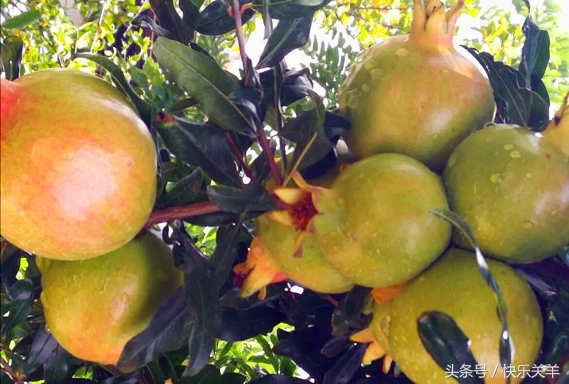 会理石榴之乡突尼斯软籽石榴,会理县软籽石榴之乡