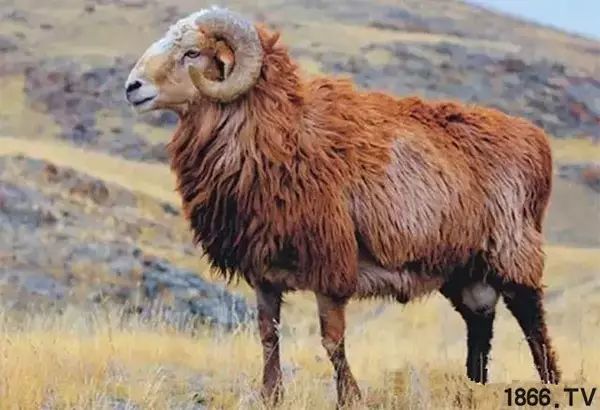 世界最好的羊种排名,世界上最好的羊是哪个羊