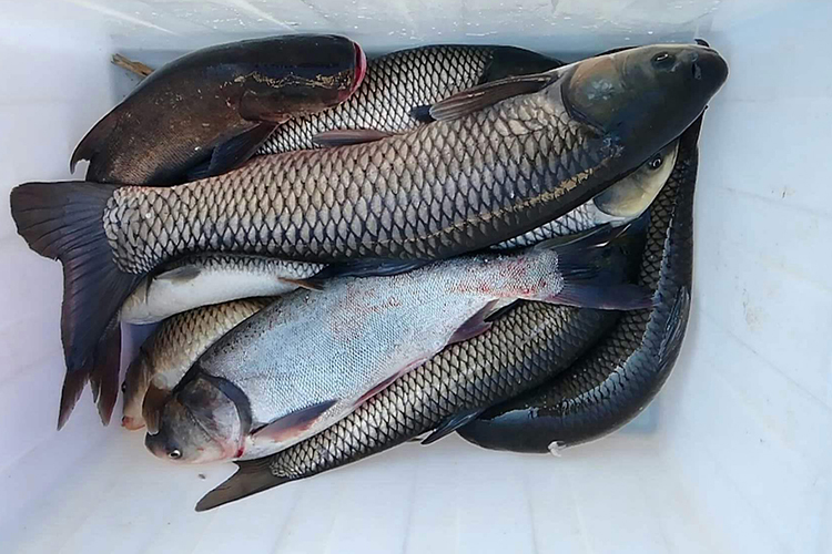 野钓鲫鱼酒米配方大全,目前最好的钓鱼酒米配方