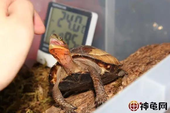 养龟处罚,多年养龟都不知道的误区