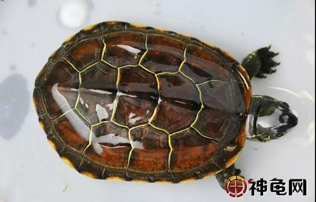 养龟十大误区,新手养龟10大禁忌