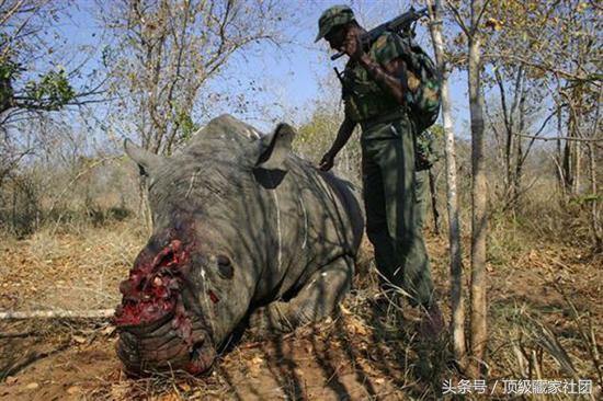 犀牛角的特征和图片,犀牛角的种类图片大全