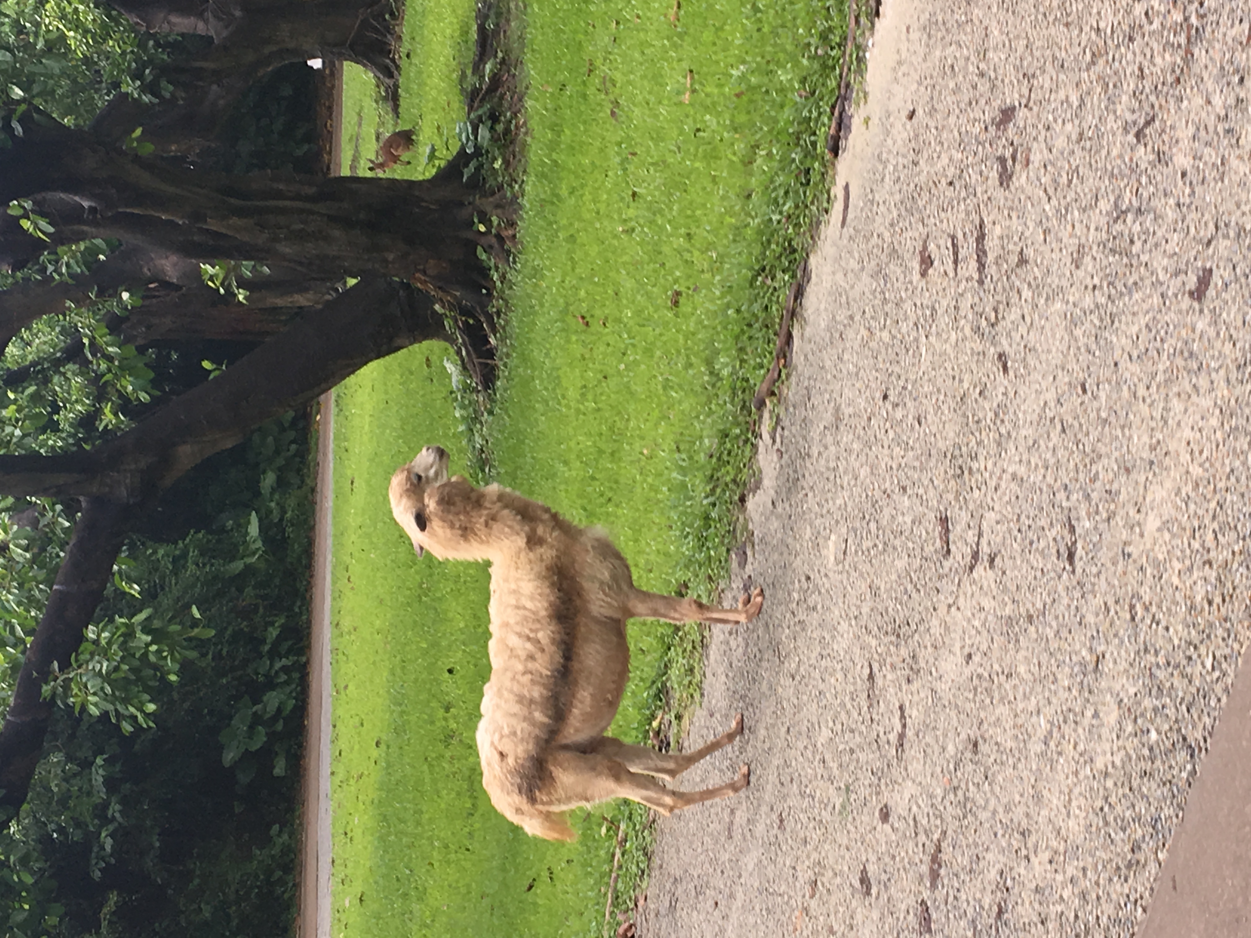 长隆野生动物园游玩攻略,长隆野生动物园