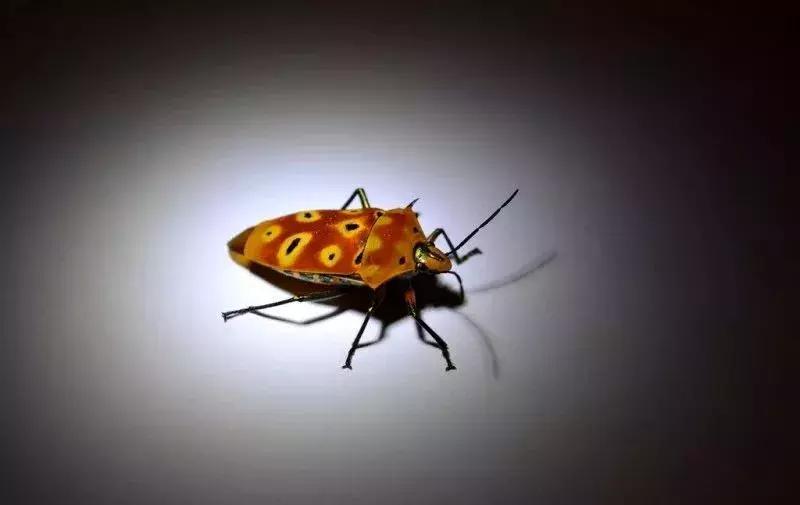 甲维盐高氯杀虫剂特点,拟除虫菊酯类杀虫剂的特点