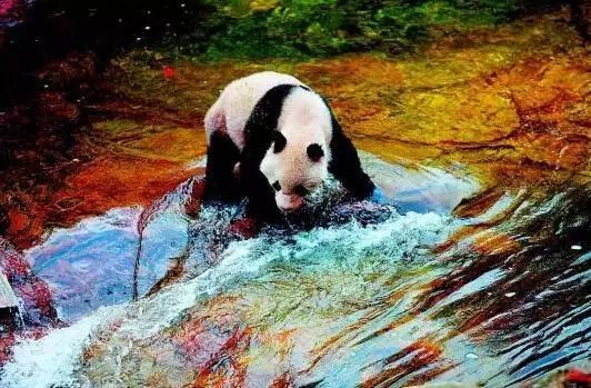 柚子说：松鼠我都没看见，熊猫也没有看见