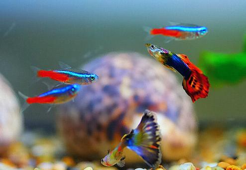 孔雀鱼为什么这么招人喜欢,孔雀鱼为什么那么爱生病
