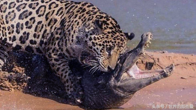 老虎狮子大象鳄鱼犀牛谁最厉害,鳄鱼和老虎同体型谁厉害