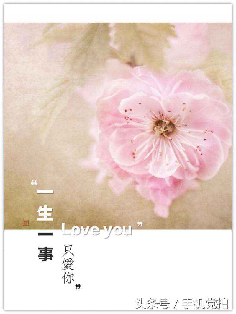 能表达爱情的有哪几种花,最适合表白的花