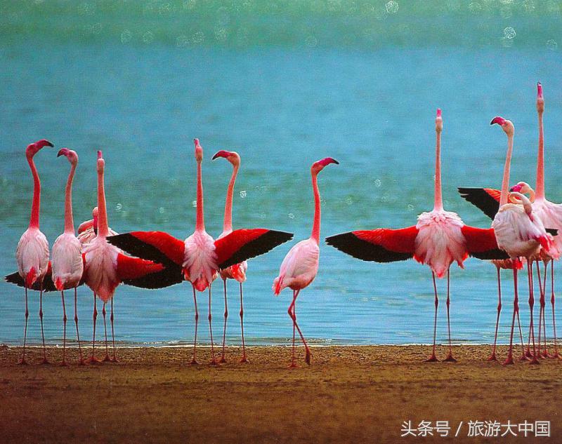 非洲猪瘟竟源于“地球伤疤”大裂谷：这儿一夫多妻，可怕少女割礼