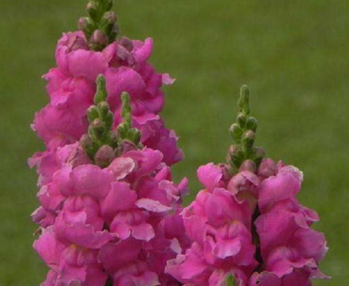 重瓣大花金鱼草的养殖方法,有关金鱼草的养殖方法和注意事项