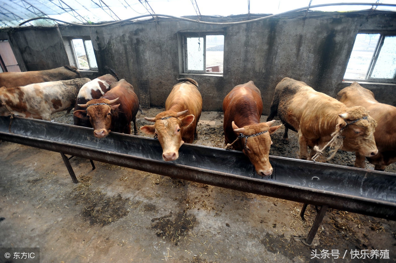 养牛赚钱的最佳模式是哪个,养牛赚钱的十大方法