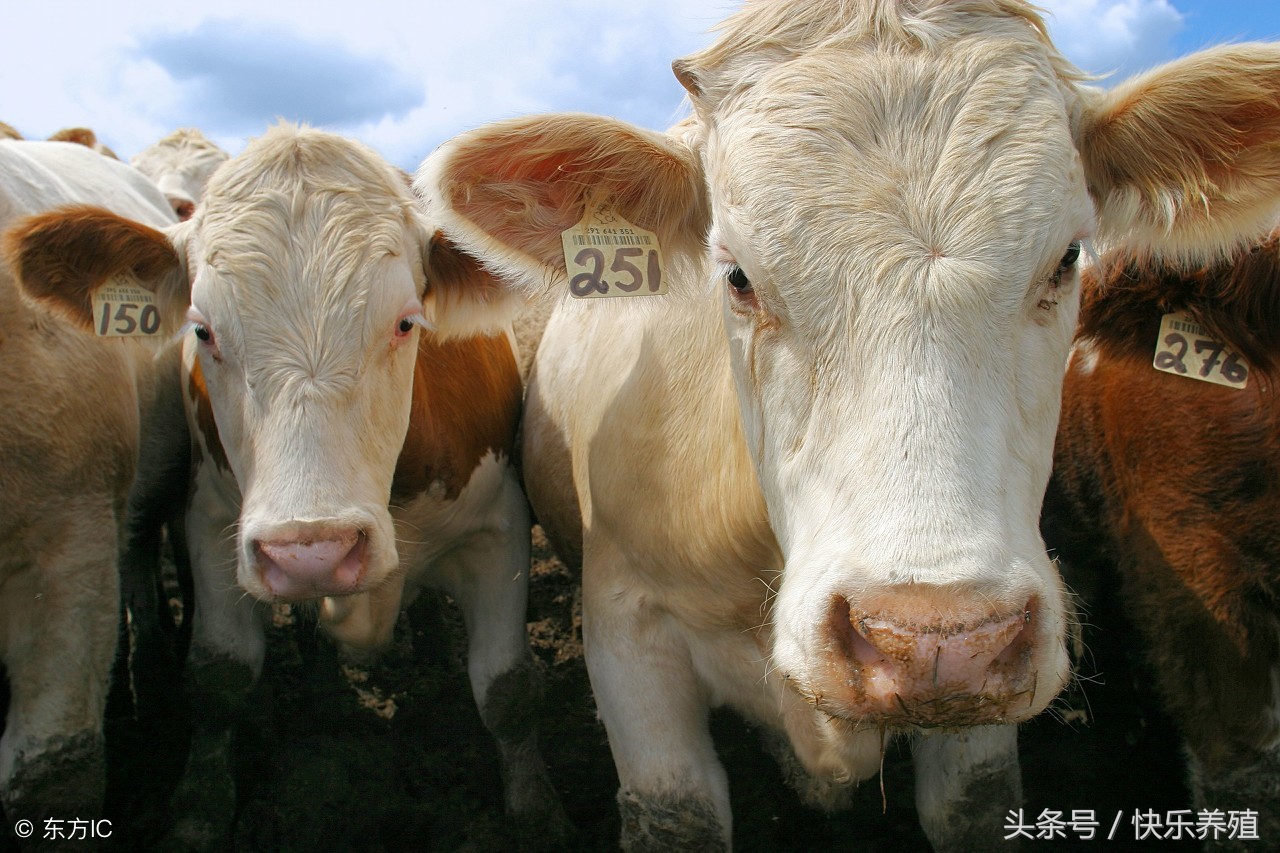 养牛赚钱的最佳模式是哪个,养牛赚钱的十大方法