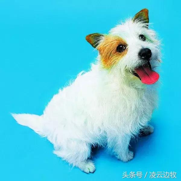 痒痒痒救救小主吧！狗狗出红疹怎么办？