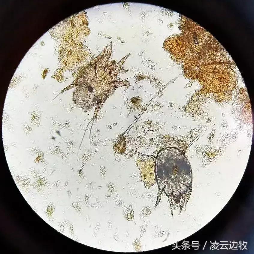 痒痒痒救救小主吧！狗狗出红疹怎么办？