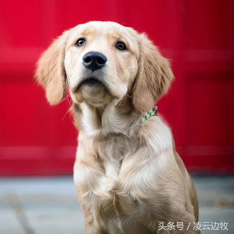 痒痒痒救救小主吧！狗狗出红疹怎么办？