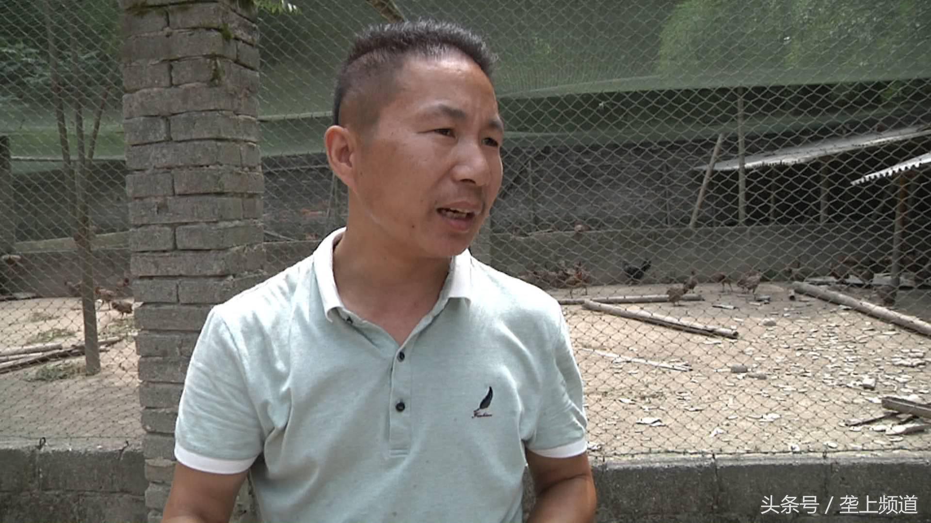 吃玉米、啄树皮，中药做护理，2斤多重的狂野“山鸡”，有啥特别