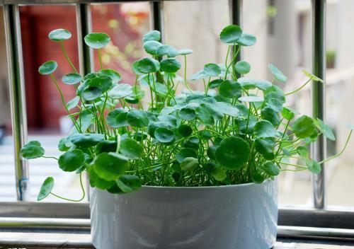 养好铜钱草用什么小妙招最好,养铜钱草的正确方法