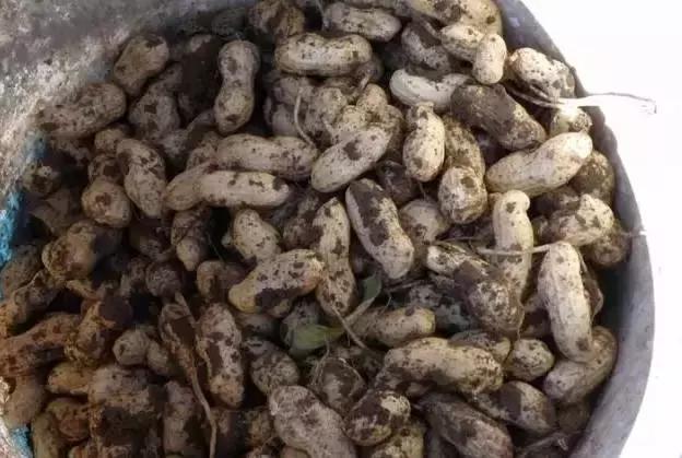 你薅（hao）过花生没？实拍花生收获全流程，提醒吃花生别吃霉的