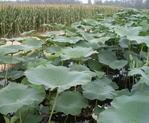 曝光6个适合农村人致富项目,农村特种种植致富项目有哪些