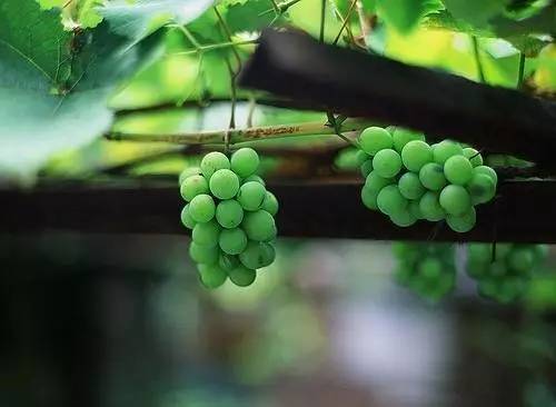 适合农村小型养殖的致富项目,适合农民的致富项目