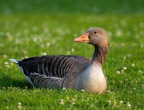 曝光6个适合农村人致富项目,农村特种种植致富项目有哪些