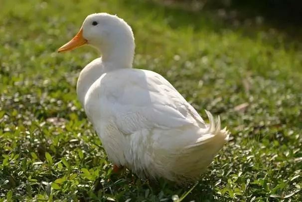 农村小型厂致富商机,农村商机加盟项目