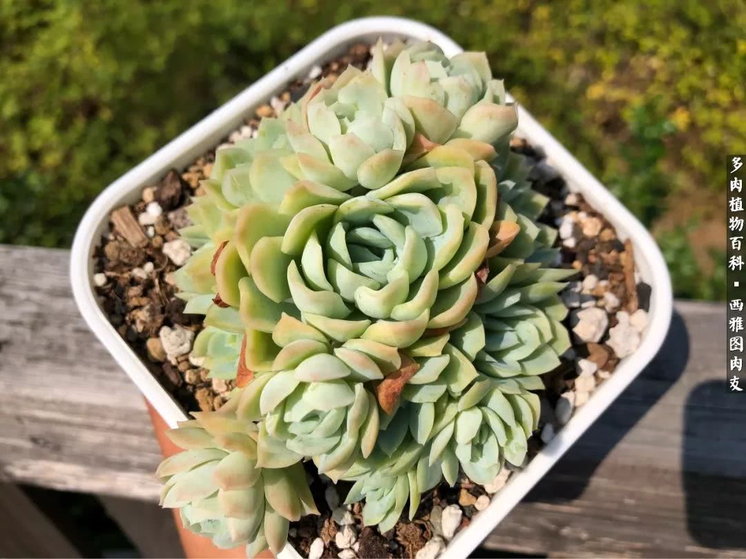 入坑几年的多肉新手,入坑多肉第一年景天科
