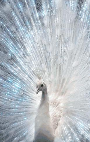 会动的漂亮图片,会动的图片十张