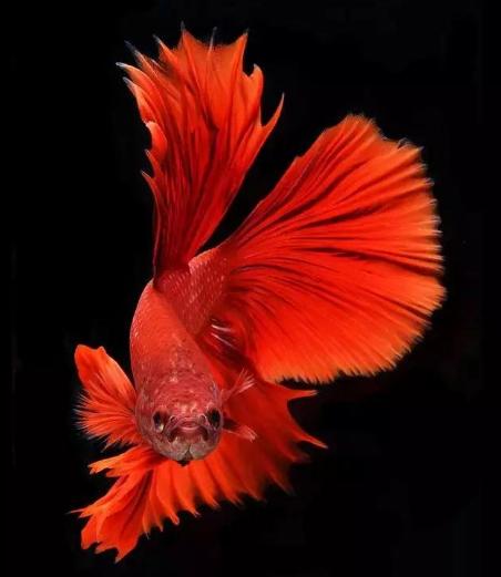 推荐几种好看好养活的热带观赏鱼,常见热带观赏鱼及价格