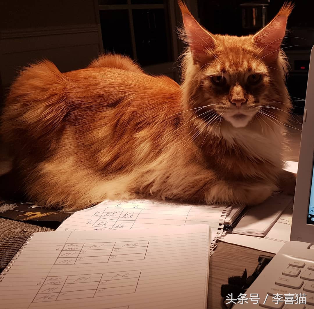 缅因猫霸气侧漏瞬间,缅因猫有多霸气多帅