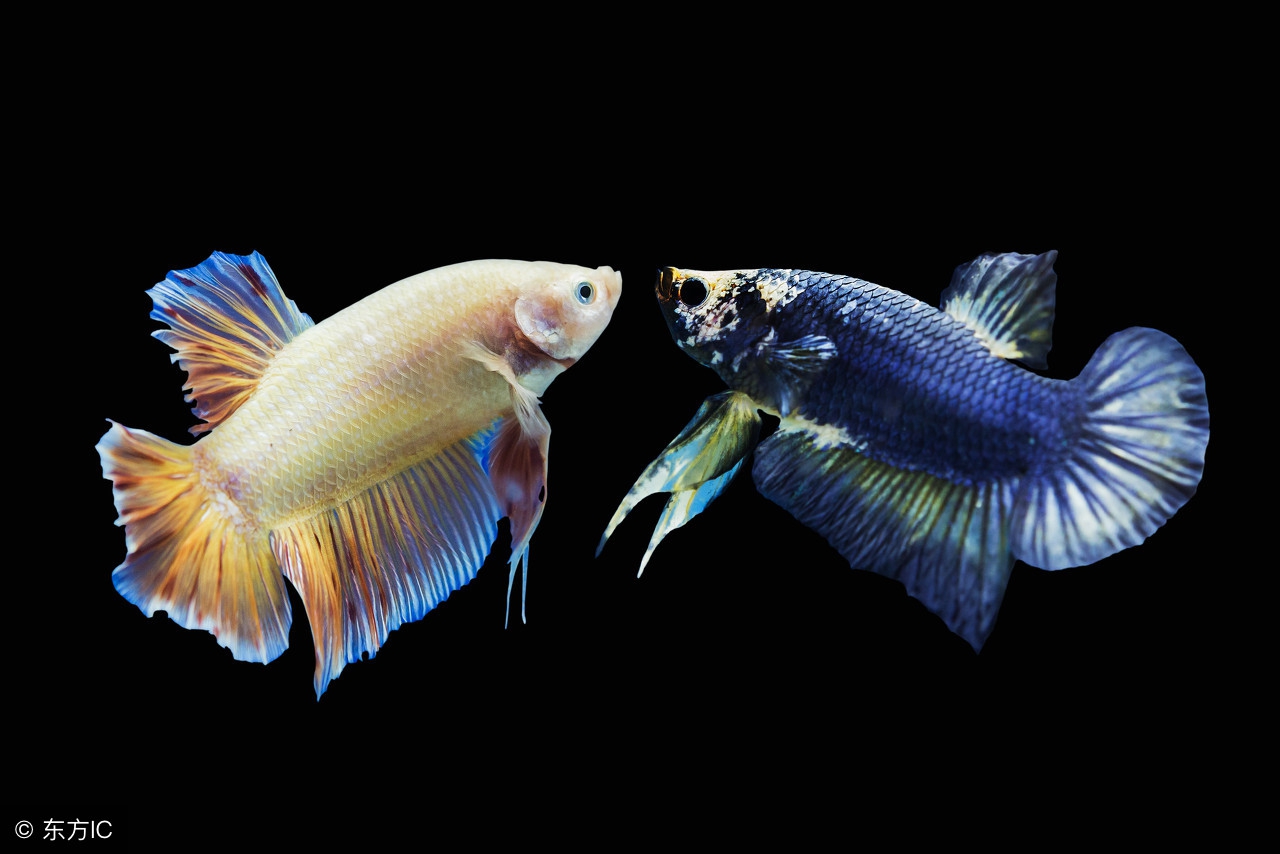 观赏鱼烂头烂尾用庆大霉素可以吗,观赏鱼鱼尾有白点烂尾要用什么药