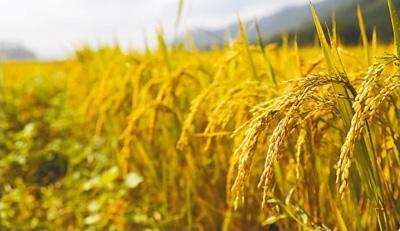 五谷丰登究竟有哪五谷,五谷丰登中的五谷一般指哪