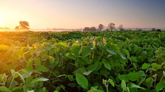 进口大豆价格预计6月下跌还是涨,当前国产大豆什么价格了