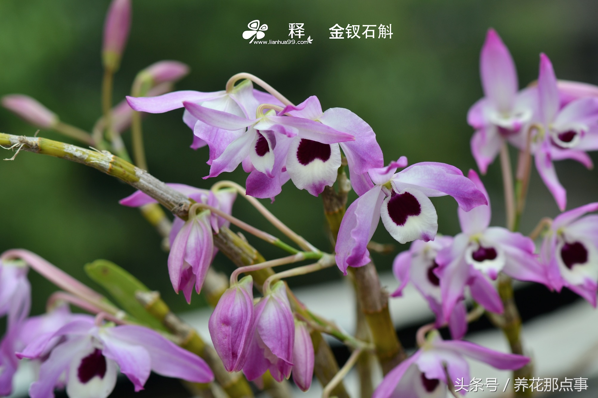 哪些花容易养又容易开花,这3种花漂亮又好养1年能开300多天