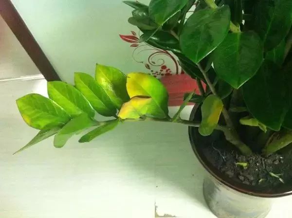 养花怎么处理病虫,养花怎么防止烂根