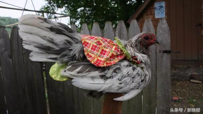 越来越多人养鸡当宠物，还有人卖鸡尿布发财了……