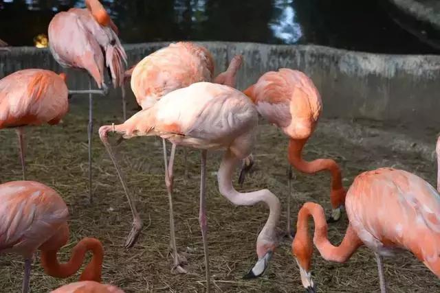 清迈亲子旅游注意事项,清迈亲子旅游美食