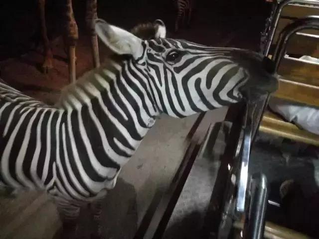 清迈亲子旅游注意事项,清迈亲子旅游美食